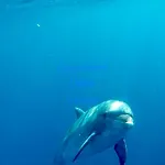 Delfino