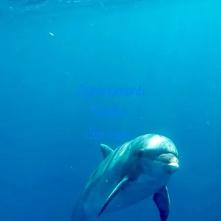 Delfino